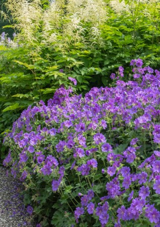 GERANIUM magnificum Rosemoor